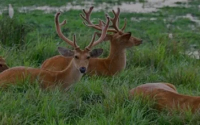 Askot Wildlife Sanctuary, Uttarakhand