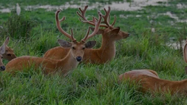 Askot Wildlife Sanctuary Uttarakhand